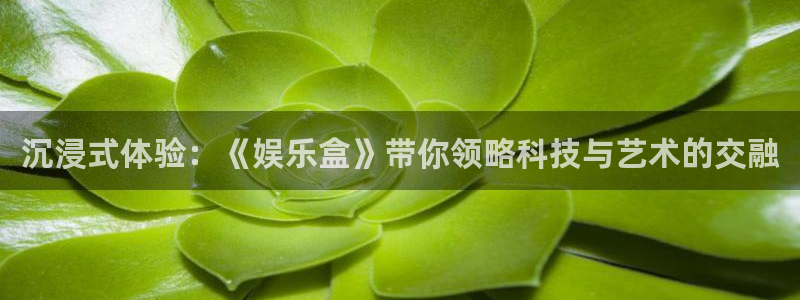飞星聚彩：沉浸式体验：《娱乐盒》带你领略科技与艺术的交融